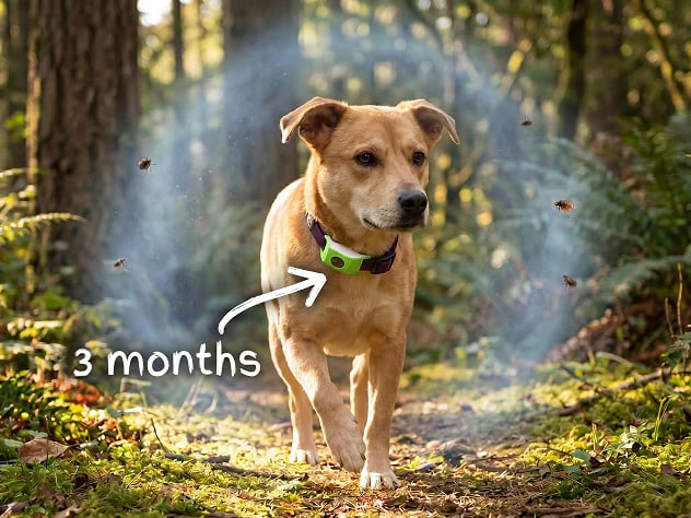 ⏰Last Day 60% OFF-🐕3 Months Flea and Tick Free