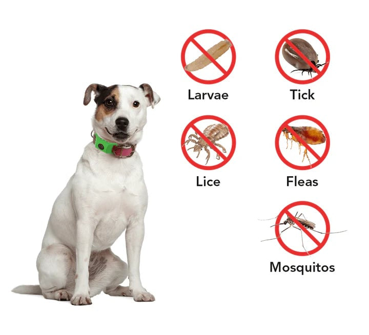 ⏰Last Day 60% OFF-🐕3 Months Flea and Tick Free